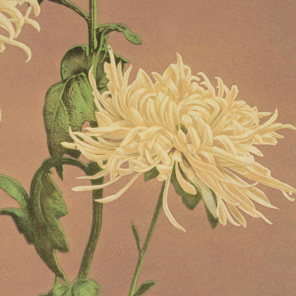 Three Yellow Chrysanthemum by Ogawa Kazumasa