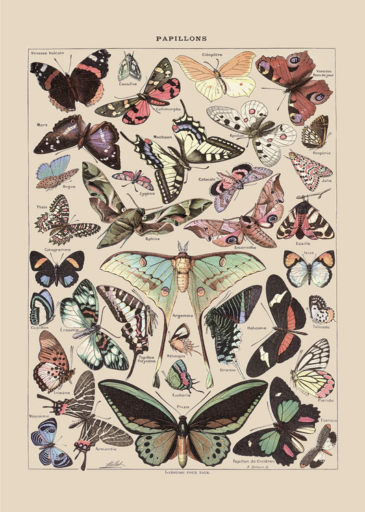 Vintage Butterfly Print II (Papillons Pour Tous, A. Millot)