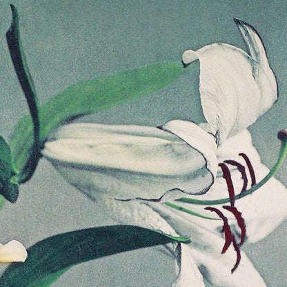 Lirio blanco de Ogawa Kazumasa