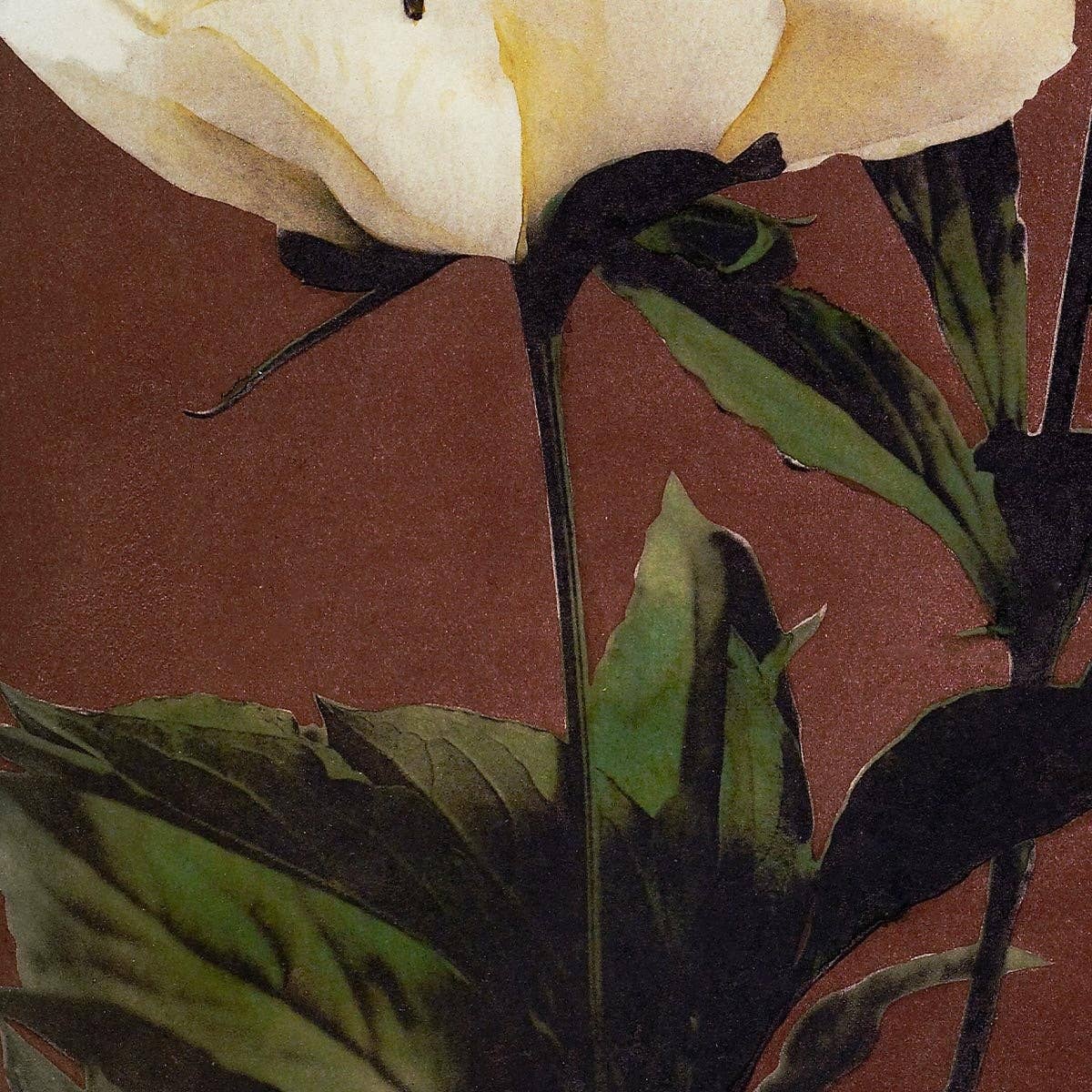 Hærdaceous Peony II by Ogawa Kazumasa