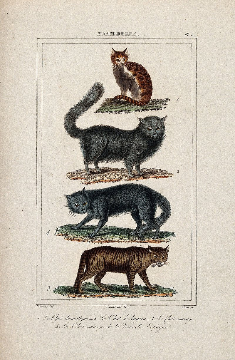 Four different species of cats, including the angora cat and the domestic cat