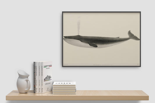 Classic Vintage Whale Poster