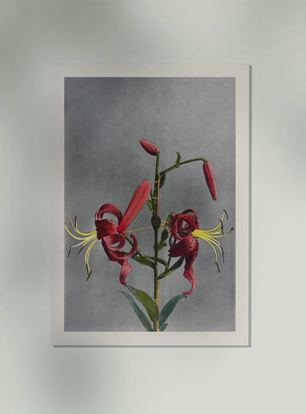 Red Lily by Ogawa Kazumasa