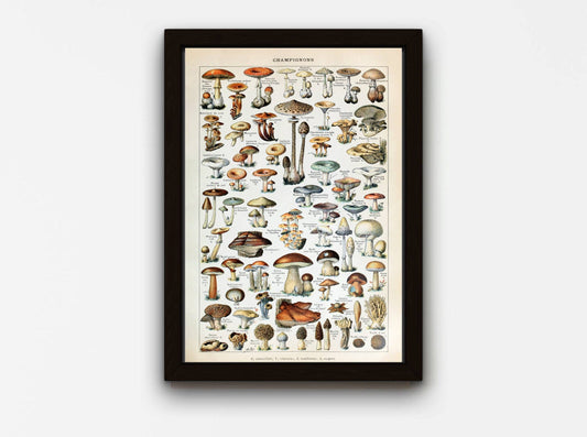 Vintage Mushrooms Print II - Botanical Art by Adolphe Millot