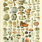 Vintage Mushrooms Print I - Botanical Art by Adolphe Millot