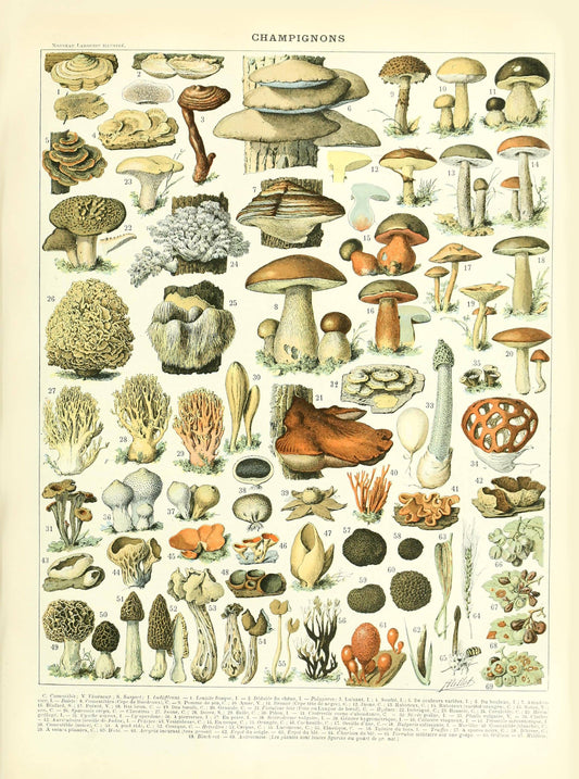 Vintage Mushrooms Print I - Botanical Art by Adolphe Millot