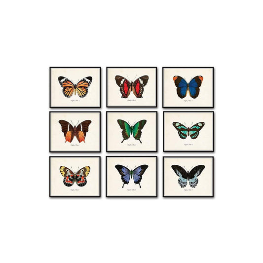 Conjunto de 9 láminas artísticas de mariposas vintage