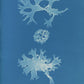 Rhodomenia bifida by Anna Atkins