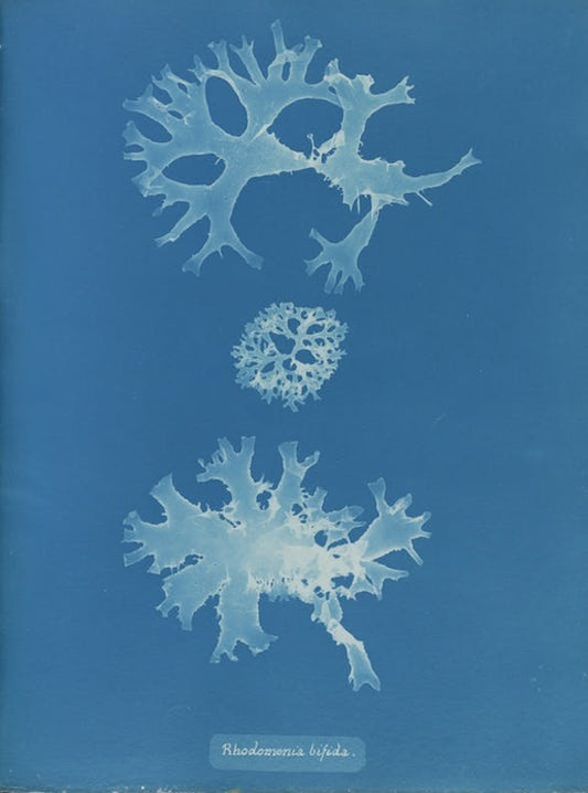 Rhodomenia bifida by Anna Atkins