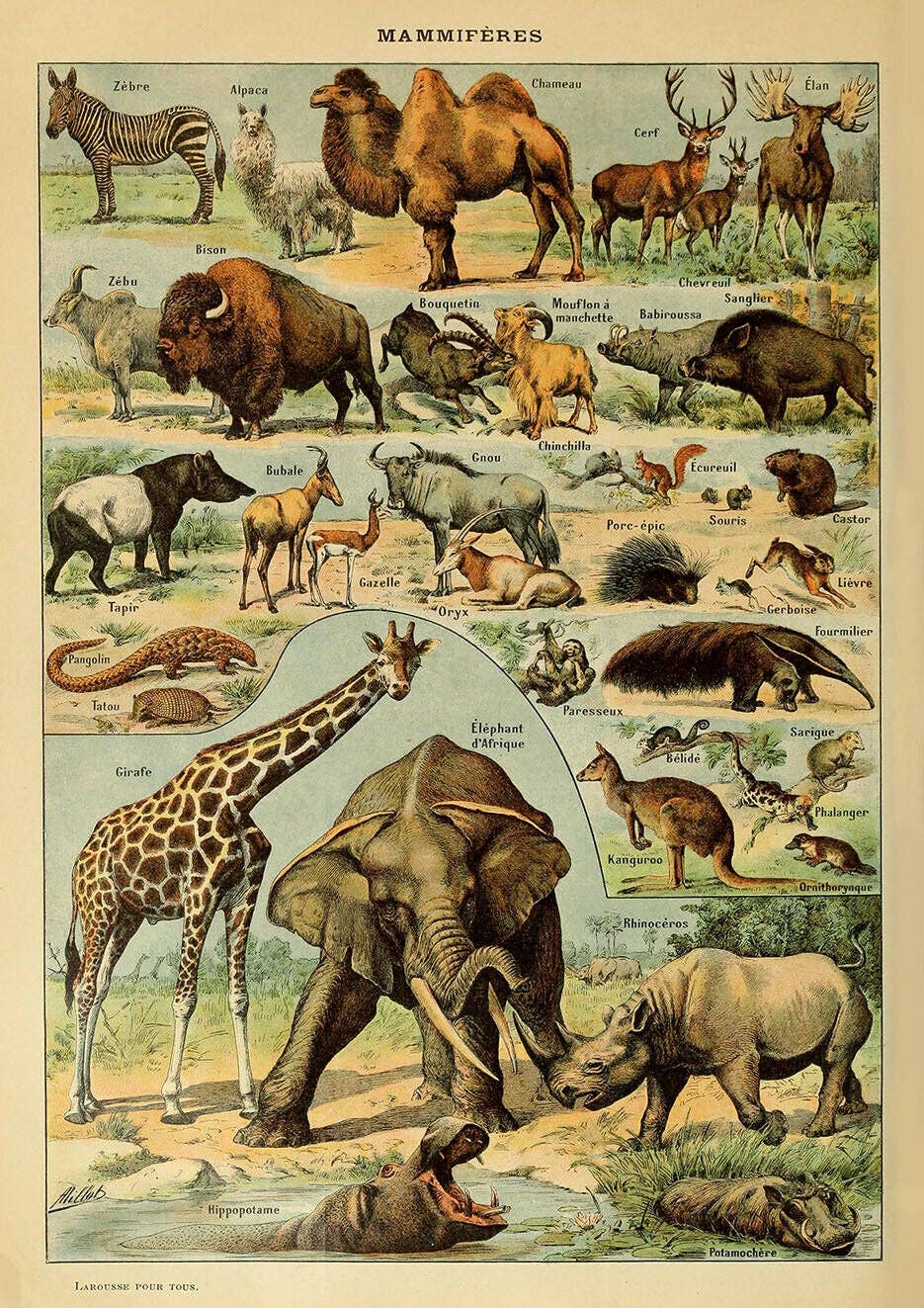 Animal Kingdom, Mammals I (Mammifère I) by Adolphe Millot