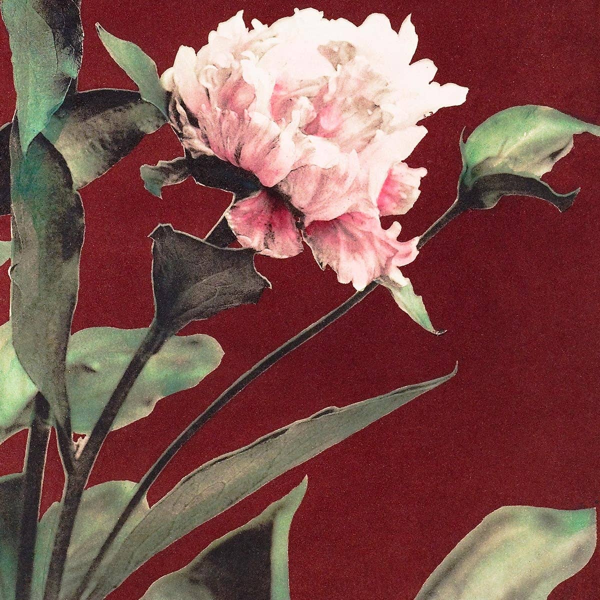 Hærdaceous Peony by Ogawa Kazumasa