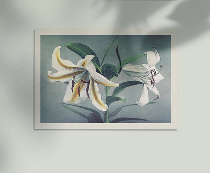 Lirio blanco de Ogawa Kazumasa