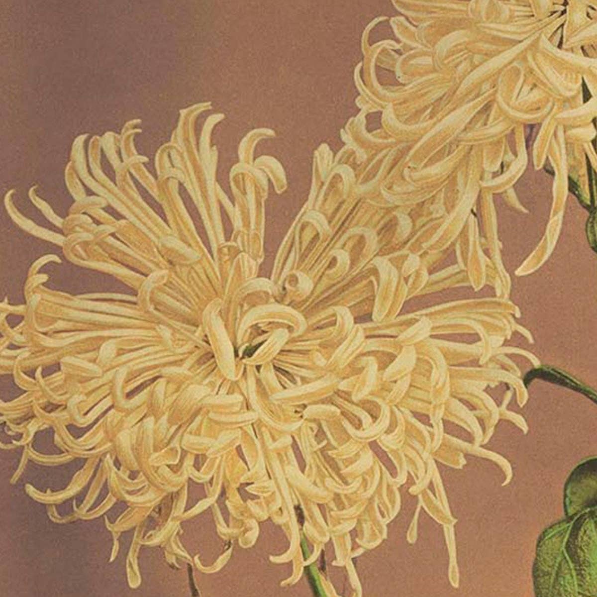 Three Yellow Chrysanthemum Exhibition Poster by Ogawa Kazumasa