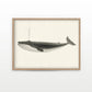 Classic Vintage Whale Poster