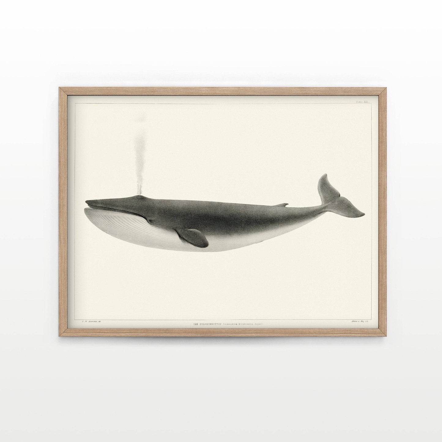 Póster clásico de ballena vintage