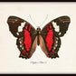 Set of 9 Vintage Butterfly Art Prints