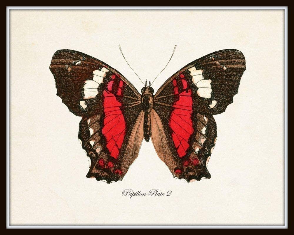 Set of 9 Vintage Butterfly Art Prints