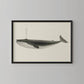 Classic Vintage Whale Poster