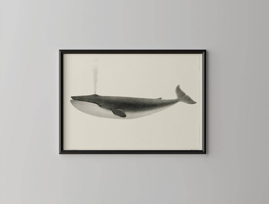 Classic Vintage Whale Poster