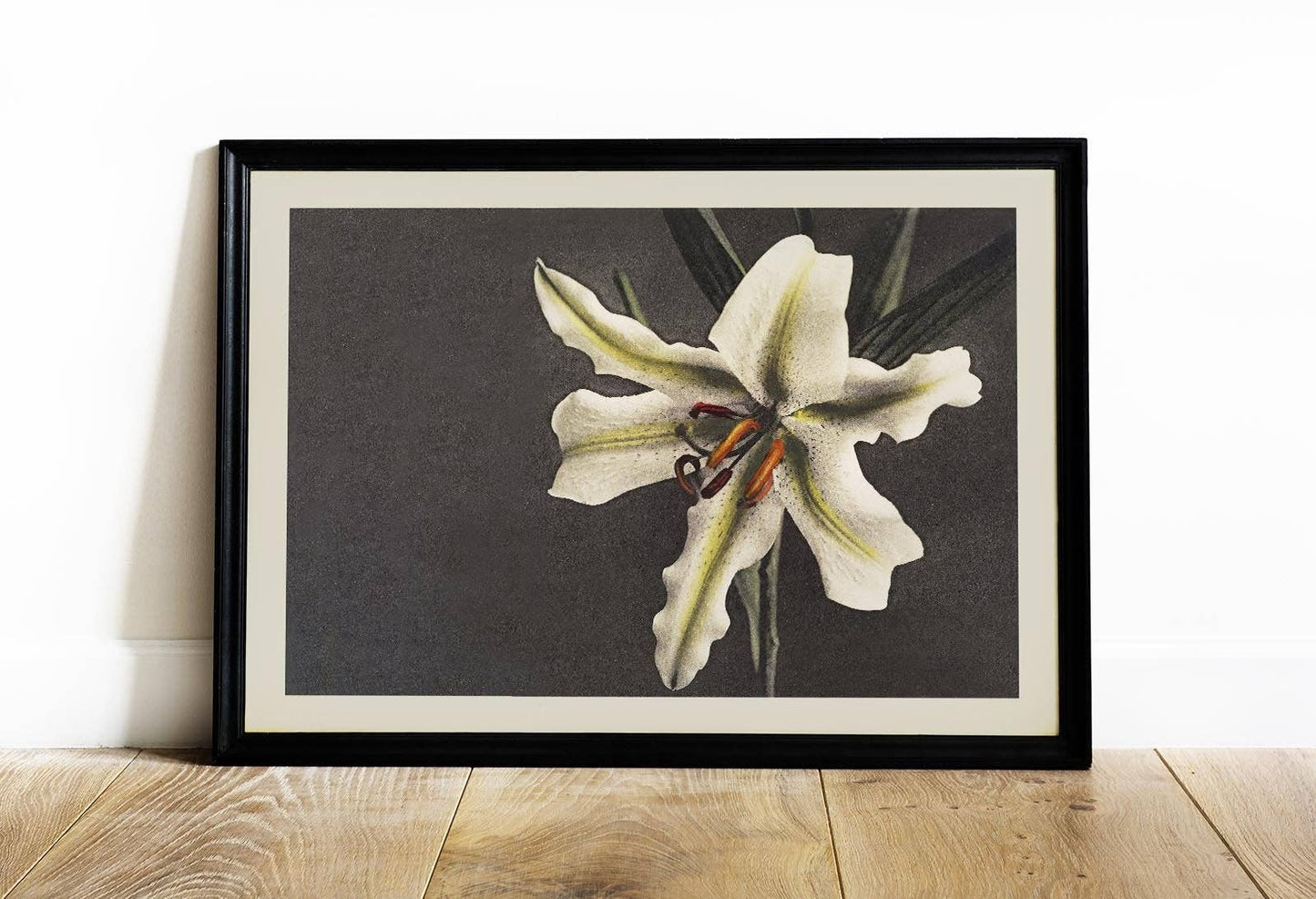 White Lily in the Dark by Ogawa Kazumasa