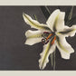 White Lily in the Dark by Ogawa Kazumasa