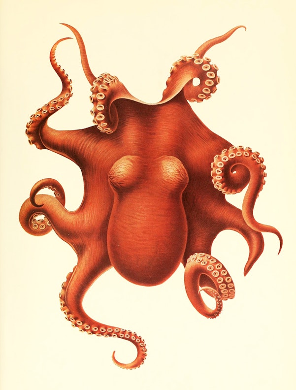 Pulpo