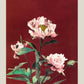 Hærdaceous Peony by Ogawa Kazumasa