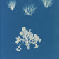 Conferva arcta by Anna Atkins