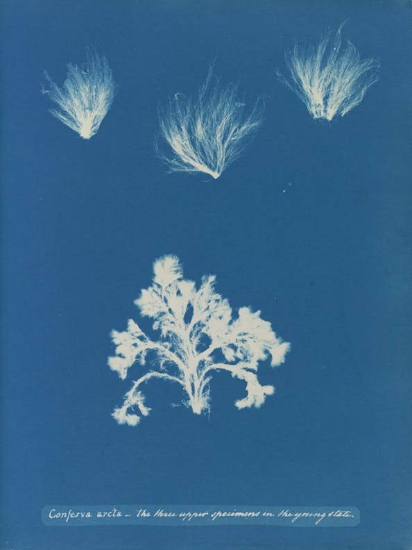 Conferva arcta by Anna Atkins