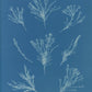 Corallina elongata by Anna Atkins