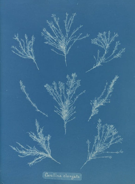 Corallina elongata by Anna Atkins