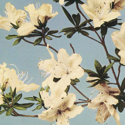 Afiche de la exposición de azaleas japonesas de Ogawa Kazumasa