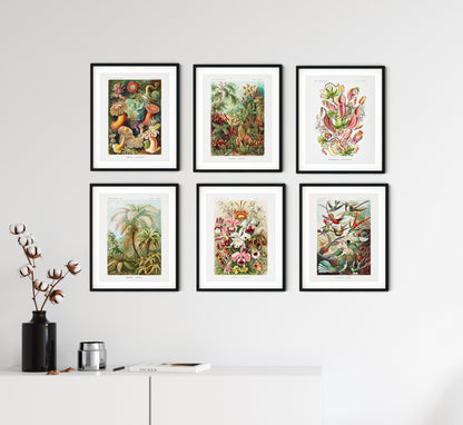 Biología y botánica de Ernst Haeckel: conjunto de 6 láminas artísticas