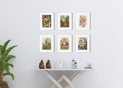 Biología y botánica de Ernst Haeckel: conjunto de 6 láminas artísticas