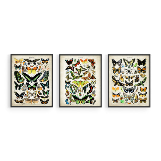 Adolphe Millot Butterfly Poster - Set of 3