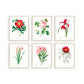 Vintage Flower Posters - Set of 6