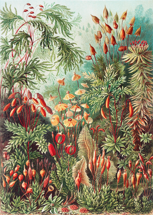 Hongos en el bosque I (Muscinae–Laubmoose) de Ernst Haeckel 