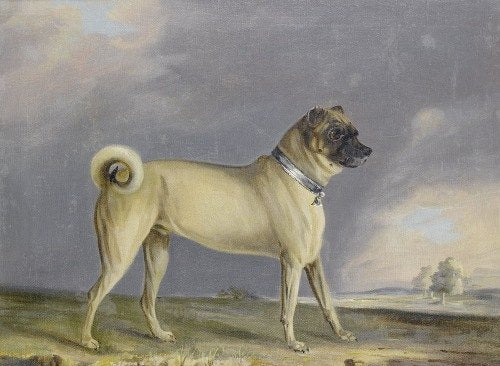 Un perro carlino (1802)