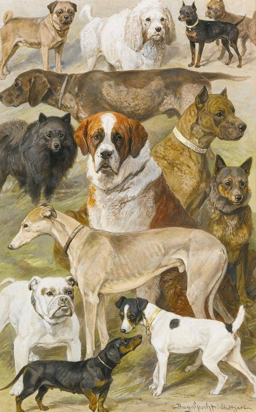 Estudios sobre perros de August Specht