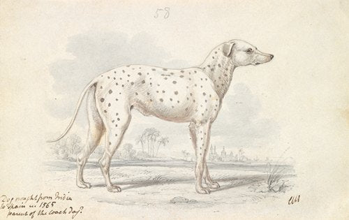 Padre del perro de tiro moderno: el perro de tiro al blanco (1837)