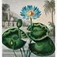 Botanical Art Gallery Wall Set of 7 Poster