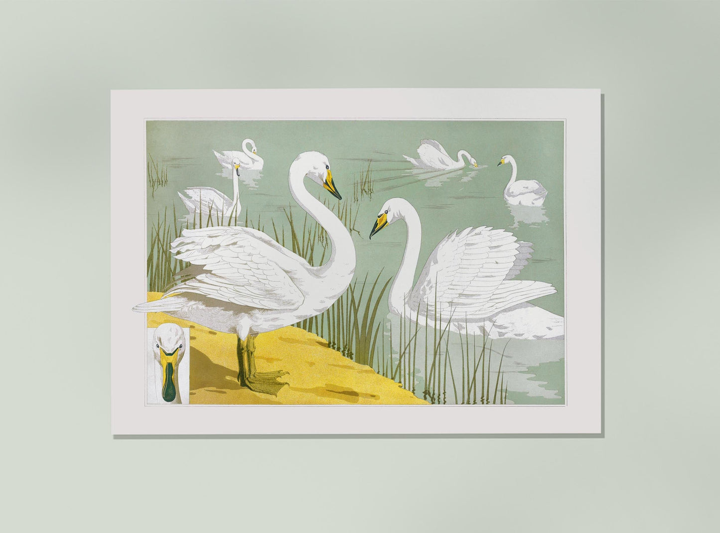 Swans in the Lake Poster