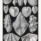 Acephala by Ernst Haeckel Poster