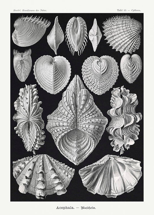 Póster de Acéfala de Ernst Haeckel