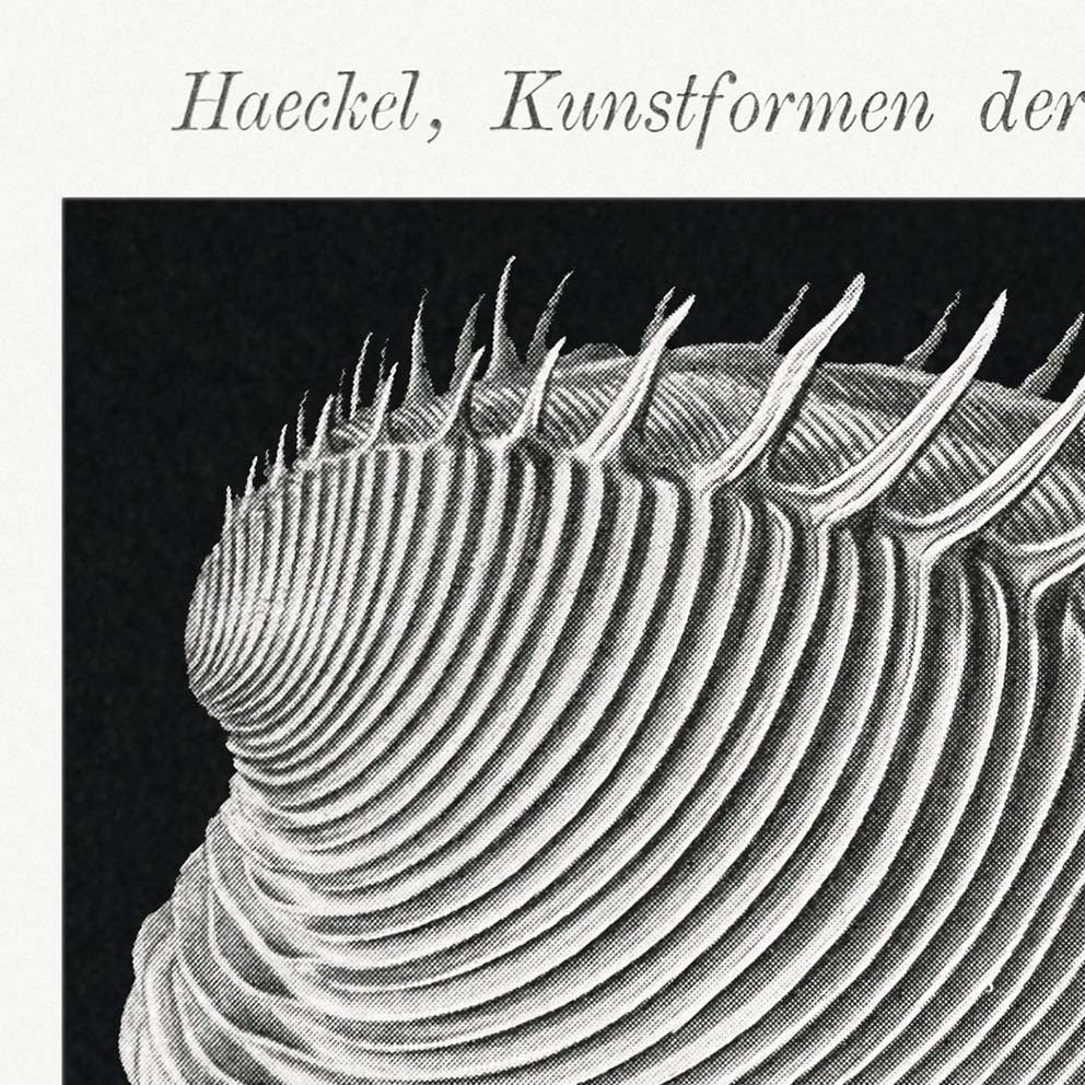 Acephala by Ernst Haeckel Poster