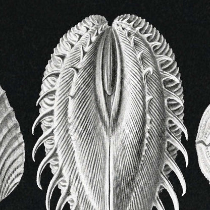 Póster de Acéfala de Ernst Haeckel