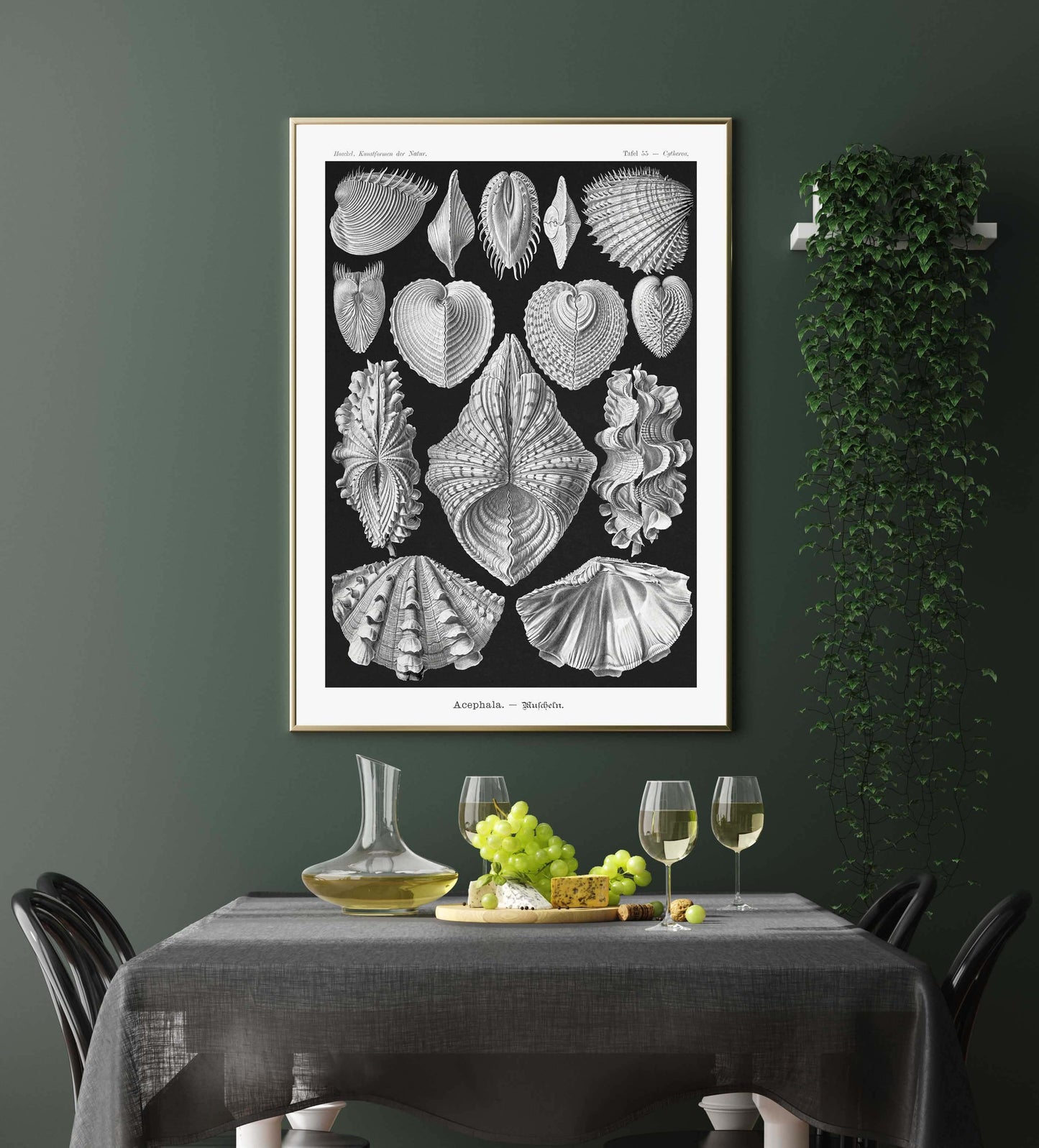 Ernst Haeckel Wall Art - Acephala by Ernst Haeckel Poster