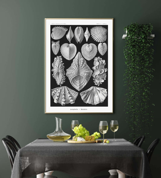 Ernst Haeckel Wall Art - Acephala by Ernst Haeckel Poster