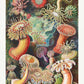 Sea Anemone I (Actiniae–Seeanemonen) by Ernst Haeckel