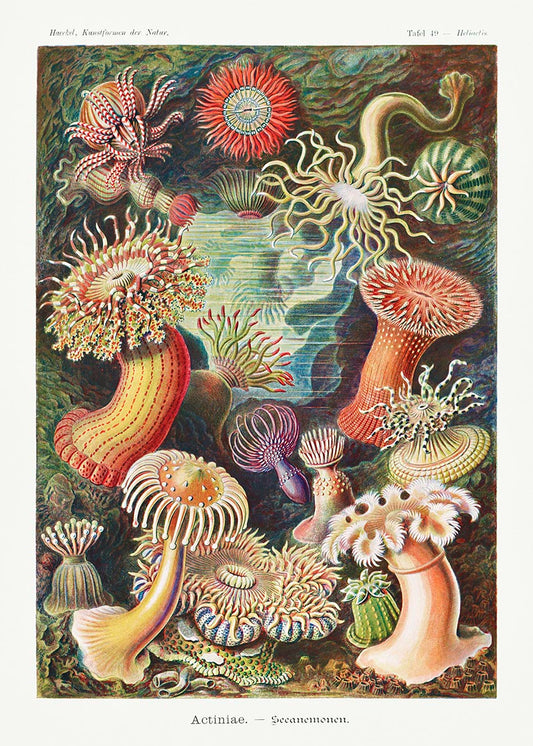 Anémona de mar I (Actiniae–Seeanemonen) de Ernst Haeckel